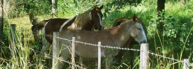 Prefeitura de Dois Crregos realiza apreenso de animais